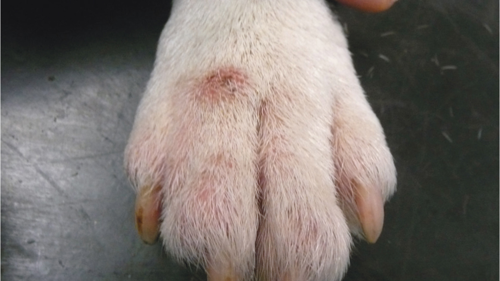 UK Vet Companion Animal - Cutaneous adverse food reactions in the dog ...