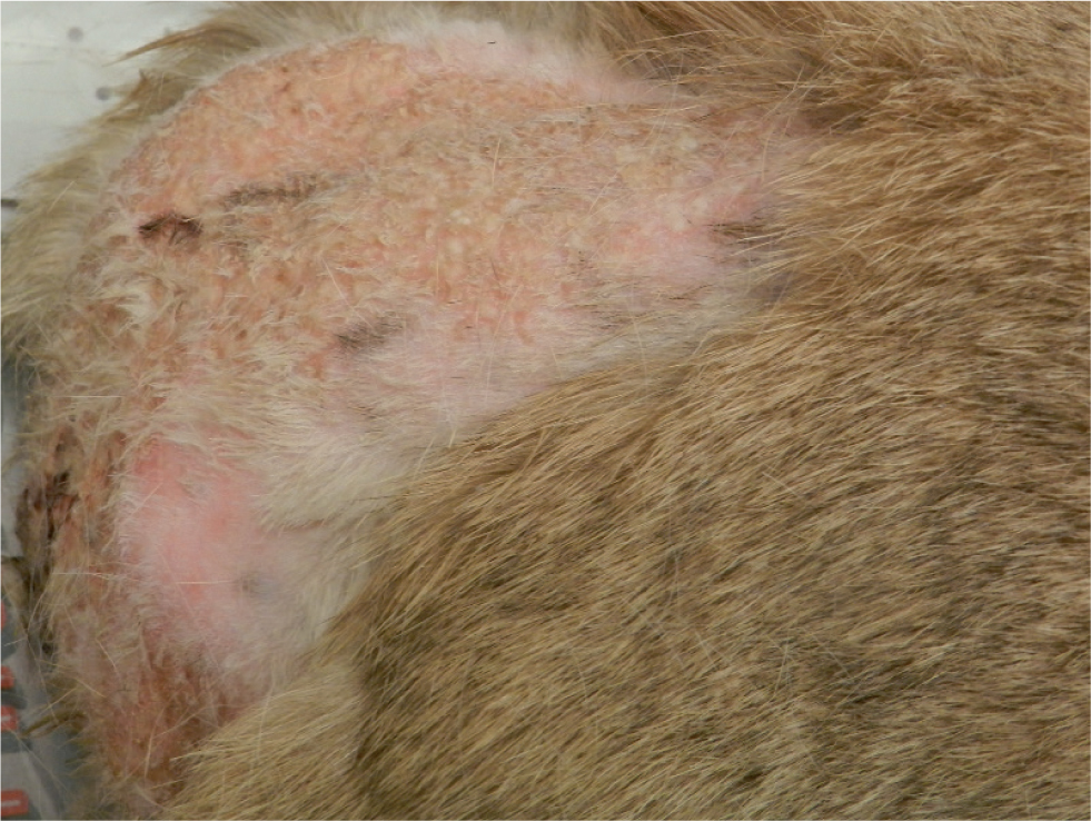 UK Vet Companion Animal - Dermatological diseases of small mammals